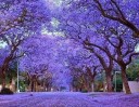 Semínka paulovnie plstnaté Paulownia tomentosa 1000 ks Rychle rostoucí okrasný strom s fialovými trubkovitými květy Na zahradu i jako solitéra 4