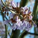 Semínka paulovnie plstnaté Paulownia tomentosa 10000 ks Rychle rostoucí okrasný strom s fialovými trubkovitými květy Na zahradu i solitéra 2