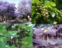 Semínka paulovnie plstnaté Paulownia tomentosa 50 ks Rychle rostoucí okrasný strom s fialovými trubkovitými květy Na zahradu i jako solitéra 4