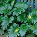 Semínka paznehtníku měkkého Acanthus mollis, 5 ks, bílo-fialové květy a velké zelené laločnaté listy, trvalka pro zahradu a okrasné záhony 2