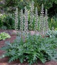 Semínka paznehtníku měkkého Acanthus mollis, 5 ks, bílo-fialové květy a velké zelené laločnaté listy, trvalka pro zahradu a okrasné záhony 3