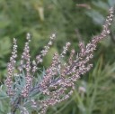 Semínka pelyňku Artemisia vulgaris, 400 ks, tradiční vytrvalá bylina s aromatickými listy, výsadba pro zahrady a samozásobitele 2