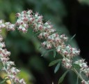 Semínka pelyňku Artemisia vulgaris, 400 ks, tradiční vytrvalá bylina s aromatickými listy, výsadba pro zahrady a samozásobitele 3