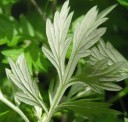 Semínka pelyňku Artemisia vulgaris, 400 ks, tradiční vytrvalá bylina s aromatickými listy, výsadba pro zahrady a samozásobitele 4