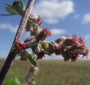 Semínka pelyňku Artemisia vulgaris, 400 ks, tradiční vytrvalá bylina s aromatickými listy, výsadba pro zahrady a samozásobitele 5