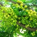 Semínka Phyllanthus acidus 5 ks Ovocný strom s jedlými žlutými žebernatými plody kyselé chuti Do skleníku i zimní zahrady 1