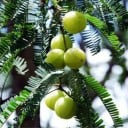Semínka Phyllanthus acidus 5 ks Ovocný strom s jedlými žlutými žebernatými plody kyselé chuti Do skleníku i zimní zahrady 2