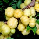 Semínka Phyllanthus acidus 5 ks Ovocný strom s jedlými žlutými žebernatými plody kyselé chuti Do skleníku i zimní zahrady 3