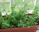 Semínka pískavice Trigonella foenum-graecum Fenugreek 200 ks Aromatická bylinka se zelenými listy Na záhon i do truhlíku a na klíčky 2