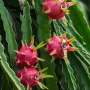 Semínka pitaye Selenicereus costaricensis 10 ks Popínavý kaktus s červeným jedlým dračím ovocem Na pěstování i do skleníku 2