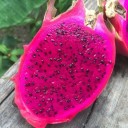 Semínka pitaye Selenicereus costaricensis 100 ks Popínavý kaktus s červeným jedlým dračím ovocem Na pěstování i do skleníku 1