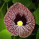Semínka podražce Aristolochia elegans, 10 ks, popínavá rostlina s mramorovaným vínovo-bílým květem, výsadba pro skleník 1