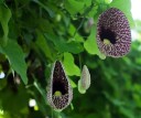 Semínka podražce Aristolochia elegans, 10 ks, popínavá rostlina s mramorovaným vínovo-bílým květem, výsadba pro skleník 2
