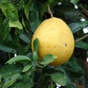 Semínka pomelo růžové Citrus maxima Pink 10 ks asijský citrusový strom s velkými plody pro vlastní pěstování ze semínek doma 2