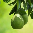 Semínka pomelo růžové Citrus maxima Pink 10 ks asijský citrusový strom s velkými plody pro vlastní pěstování ze semínek doma 3