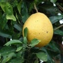 Semínka pomelo růžové Citrus maxima Pink 5 ks velký tropický citrus se žlutými plody pro pěstování doma ve skleníku zimní zahradě 2