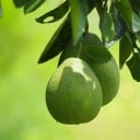 Semínka pomelo růžové Citrus maxima Pink 5 ks velký tropický citrus se žlutými plody pro pěstování doma ve skleníku zimní zahradě 3