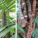 Semínka popínavky Rhaphidophora decursiva Dragon Tail 50 ks Pokojová popínavá rostlina s dělenými zelenými listy Na pěstování i do skleníku 2