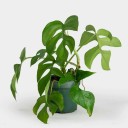 Semínka popínavky Rhaphidophora tetrasperma Mini Monstera 1000 ks Pokojová rostlina s dělenými zelenými listy Na pěstování i do skleníku 1