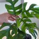 Semínka popínavky Rhaphidophora tetrasperma Mini Monstera 1000 ks Pokojová rostlina s dělenými zelenými listy Na pěstování i do skleníku 2