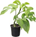 Semínka popínavky Rhaphidophora tetrasperma Mini Monstera 20 ks Pokojová rostlina s dělenými zelenými listy Na pěstování i do skleníku 3
