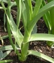 Semínka póru Allium ampeloprasum Allium adscendens, 50 ks, kuchyňská zelenina s bílými dužnatými stvoly, výsadba na zahrady a záhony 4