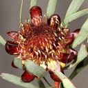 Semínka protey Protea acuminata 5 ks Okrasný keř s velkými červenými květy a úzkými zelenými listy Na pěstování i do skleníku 2