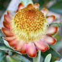 Semínka protey Protea nitida 10 ks Okrasný keř se žlutozelenými květy s růžovými okvětními listy Na pěstování i do skleníku 1