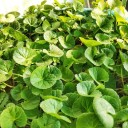 Semínka pupečník asijský Centella asiatica 20 ks gotu kola plazivá zelená bylina pro výsadbu do truhlíku terária i zahrady 1