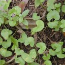 Semínka pupečník asijský Centella asiatica 20 ks gotu kola plazivá zelená bylina pro výsadbu do truhlíku terária i zahrady 2