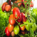 Semínka rajčete Solanum lycopersicum Amish Paste 5 ks Odrůda s červenými masitými plody Na záhon i do skleníku a truhlíku 2