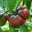 Semínka rajčete Solanum lycopersicum Black Krim 5 ks Odrůda s velkými tmavě červenými masitými plody Na záhon i do skleníku 2