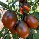 Semínka rajčete Solanum lycopersicum Black Plum 5 ks Odrůda s podlouhlými tmavě červenými švestkovitými plody Na záhon i do skleníku 2