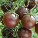 Semínka rajčete Solanum lycopersicum Chocolate Cherry 5 ks Odrůda s drobnými kulatými tmavě červenohnědými plody Na záhon i do skleníku 1