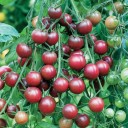 Semínka rajčete Solanum lycopersicum Chocolate Cherry 5 ks Odrůda s drobnými kulatými tmavě červenohnědými plody Na záhon i do skleníku 2