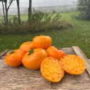 Semínka rajčete Solanum lycopersicum Kellogg's Breakfast 5 ks Odrůda s velkými oranžovými masitými plody Na záhon i do skleníku 1
