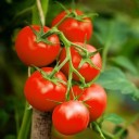 Semínka rajčete Solanum lycopersicum Large Red Cherry 5 ks Odrůda s kulatými sytě červenými plody Na záhon i do skleníku a truhlíku 2