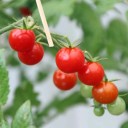 Semínka rajčete Solanum lycopersicum Mexico Midget 5 ks Odrůda s drobnými kulatými sytě červenými plody Na záhon i do skleníku 1