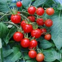 Semínka rajčete Solanum lycopersicum Mexico Midget 5 ks Odrůda s drobnými kulatými sytě červenými plody Na záhon i do skleníku 2