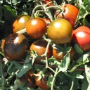 Semínka rajčete Solanum lycopersicum Nyagous 5 ks Odrůda s kulatými tmavě červenohnědými plody Na záhon i do skleníku a truhlíku 1
