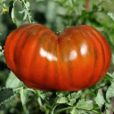 Semínka rajčete Solanum lycopersicum Paul Robeson 5 ks Odrůda s velkými tmavě červenohnědými masitými plody Na záhon i do skleníku 2