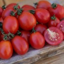 Semínka rajčete Solanum lycopersicum Principe Borghese 5 ks Odrůda s drobnými oválnými červenými plody Na záhon i do skleníku a truhlíku 2