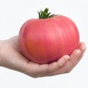 Semínka rajčete Solanum lycopersicum Rose Bern 20 ks Odrůda s velkými růžovými masitými plody Na záhon i do skleníku a truhlíku 1