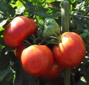 Semínka rajčete Solanum lycopersicum Rose Bern 20 ks Odrůda s velkými růžovými masitými plody Na záhon i do skleníku a truhlíku 2
