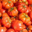 Semínka rajčete Solanum lycopersicum Rosso Sicilian 5 ks Odrůda s velkými žebrovanými červenými masitými plody Na záhon i do skleníku 1