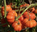 Semínka rajčete Solanum lycopersicum Rosso Sicilian 5 ks Odrůda s velkými žebrovanými červenými masitými plody Na záhon i do skleníku 2