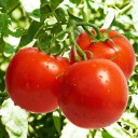 Semínka rajčete Solanum lycopersicum Silvery Fir Tree 5 ks Odrůda s kulatými červenými plody a stříbřitými listy Na záhon i do truhlíku 2