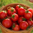 Semínka rajčete Solanum lycopersicum Tommy Toe 5 ks Odrůda s drobnými kulatými sytě červenými plody Na záhon i do skleníku a truhlíku 2