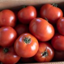 Semínka rajčete Solanum lycopersicum Wisconsin Chief 5 ks Odrůda s kulatými červenými masitými plody Na záhon i do skleníku a truhlíku 2