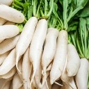 Semínka ředkve daikon Raphanus sativus var. longipinnatus 100 ks Kořenová zelenina s bílými podlouhlými bulvami Na záhon i do skleníku 1